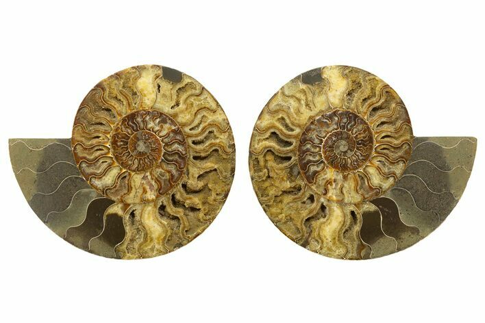 Cut & Polished, Crystal-Filled Ammonite Fossil - Madagascar #317419